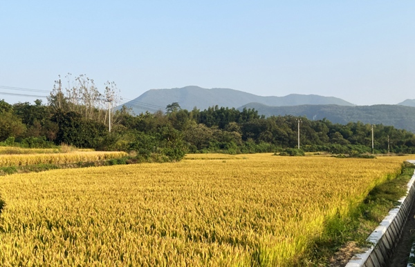 富硒稻米示范基地上種植的水稻。受訪者供圖