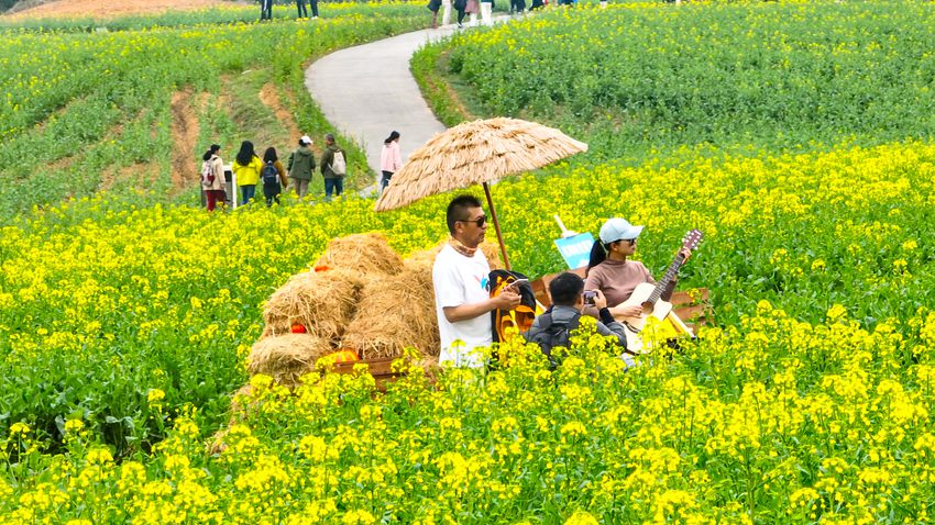 游客在油菜花叢中彈起吉他。高淳區融媒體中心供圖