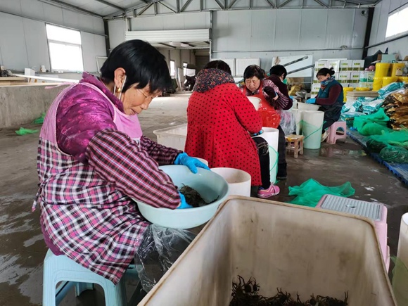 蟹农在挑选优质蟹苗。灌南县委宣传部供图