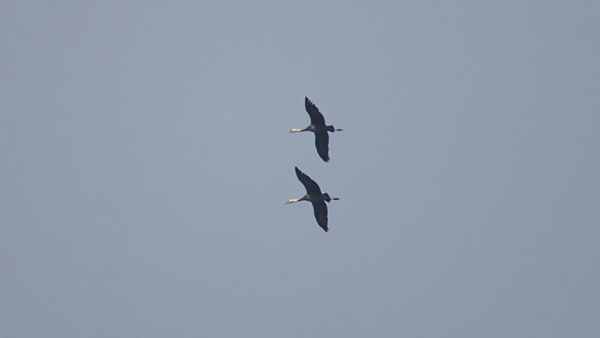 監控畫面中的白頭鶴。洪澤湖濕地自然保護區供圖