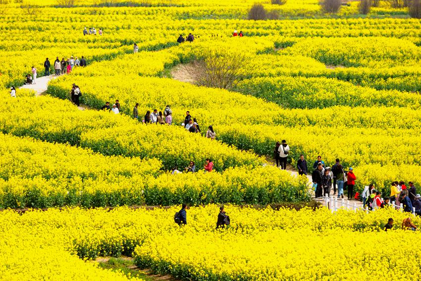 游客賞花。史道智攝