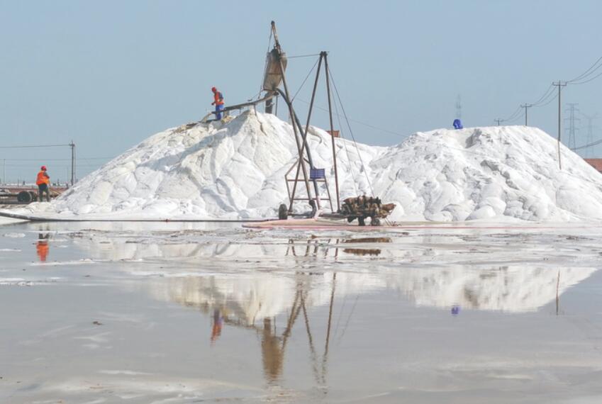 連雲港灌西鹽場開始春季扒鹽作業
