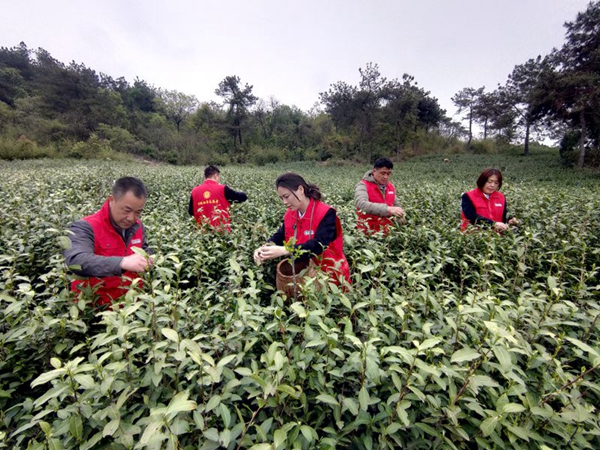 志願者幫助茶農採摘茶葉。薛鳳琴攝