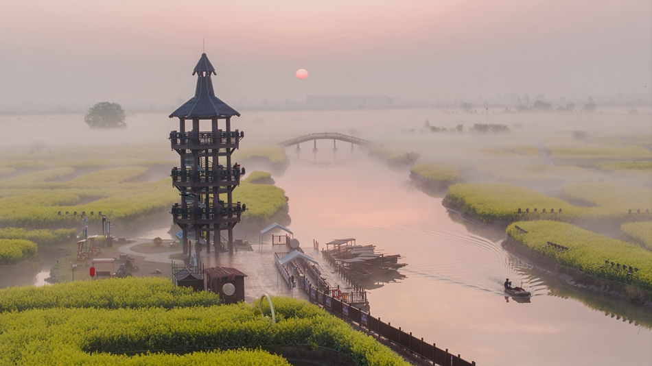 千垛菜花景區霧景。周社根攝