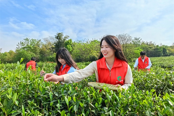 志愿者采摘茶叶。锡山烟草供图