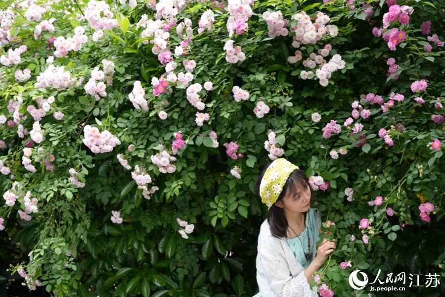 市民在蔷薇“瀑布”前拍照留念。人民网记者 马晓波摄
