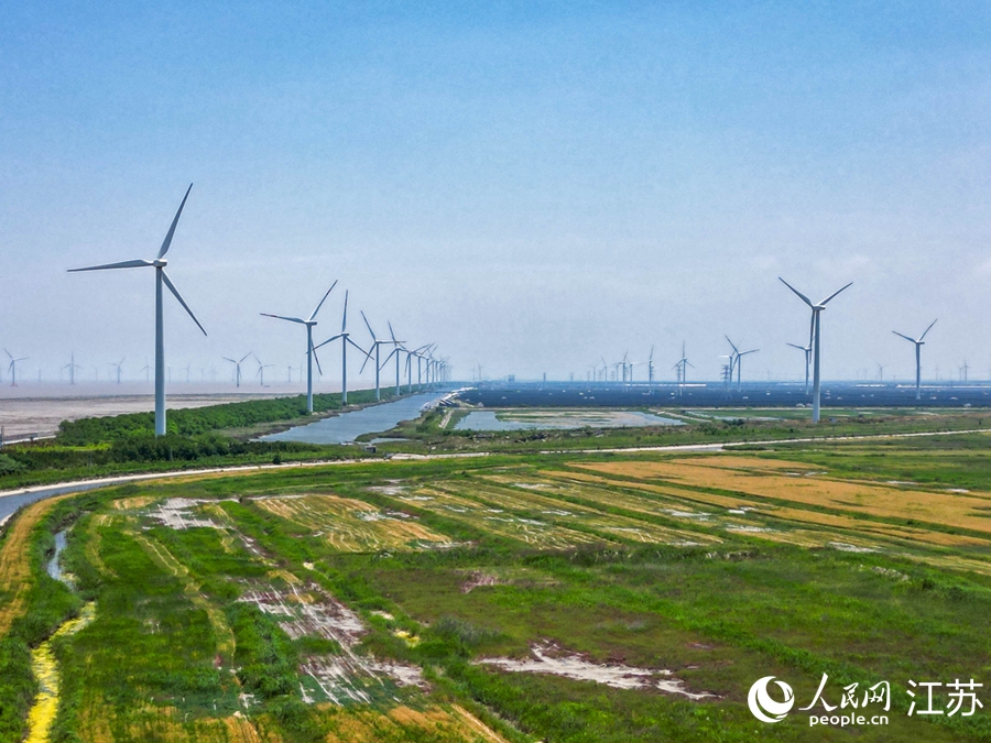 如東當地一處風電場。人民網 徐晨曦攝