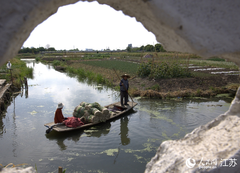 王長春夫婦撐起小船把香蔥運往農業合作社。 人民網 范堯 攝