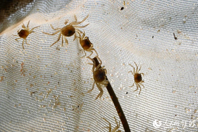 5月23日，在阳澄湖畔已历经3次蜕壳的蟹苗。人民网 鞠峰摄