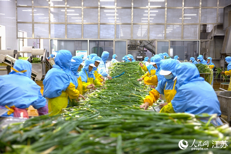 興化市聯發食品有限公司加工車間，工人清洗香蔥。人民網 范堯攝