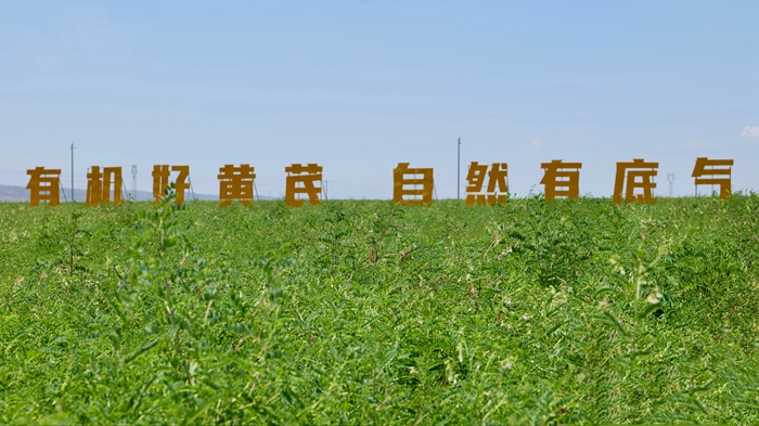 扬子江药业集团黄芪（有机）标准化种植基地。