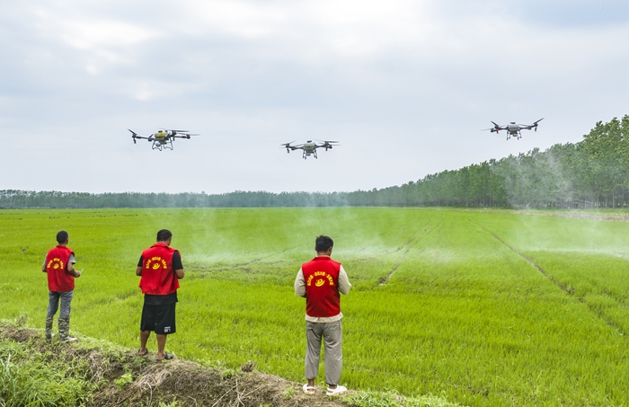 志願者用無人機在給水稻施肥。張連華攝