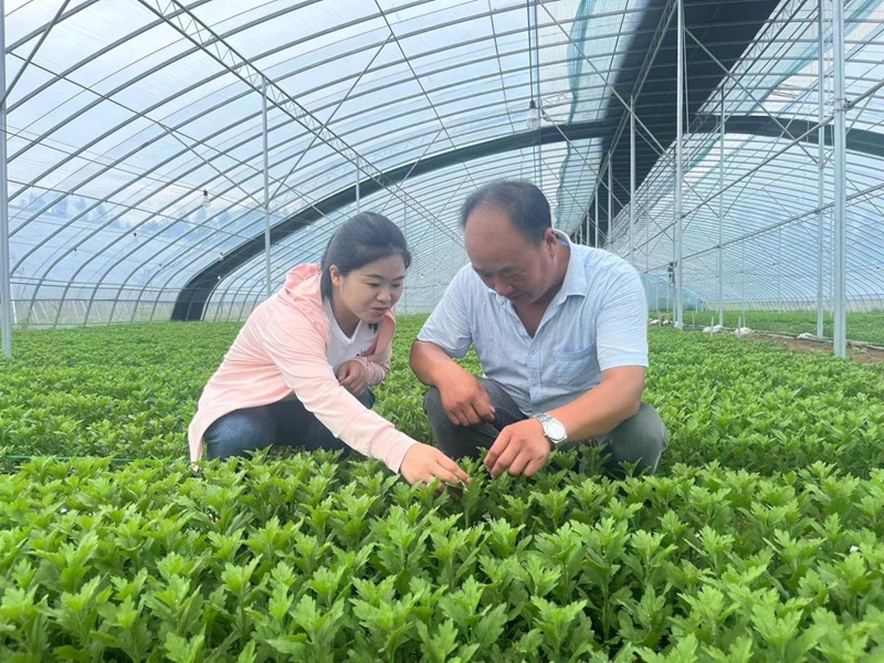 姚红对东海县花农许鹏进行技术指导。 段慧明摄