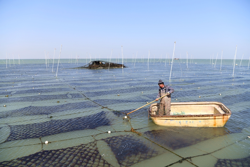  Xishu Village Marine Porphyra Planting Base. Photograph provided by respondents