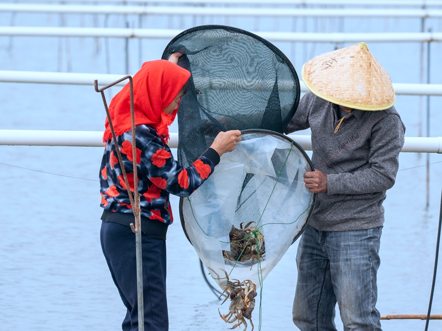 在兴化市新垛镇孙家村螃蟹养殖基地，蟹农正在捕捞大闸蟹。周社根摄