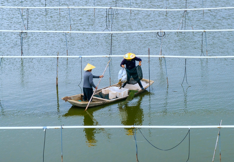 在興化市新垛鎮孫家村螃蟹養殖基地，蟹農在捕撈作業。周社根攝