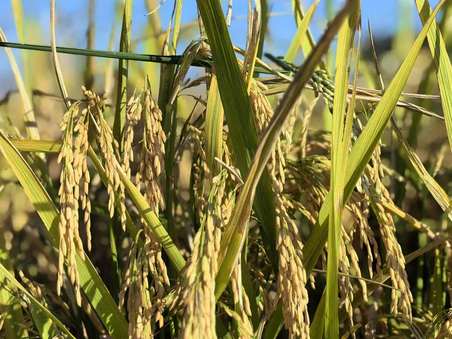 岔河鎮水稻種植基地內，水稻進入成熟期。孫靜攝