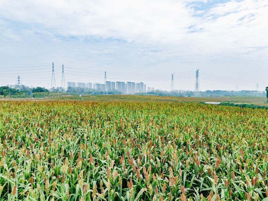 秦淮社區的600余畝高粱進入成熟期。溧水經開區供圖