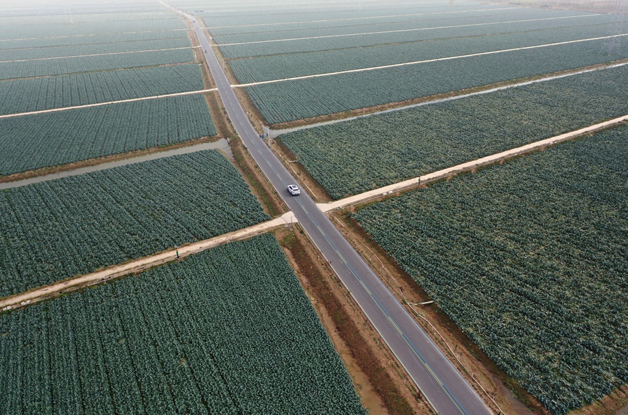 當地西蘭花進入成熟期。王靜攝