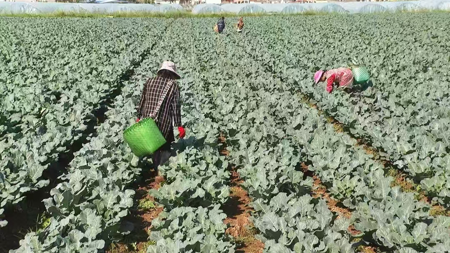 農戶在採收西蘭花。王靜攝