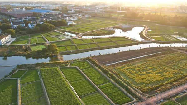 江陰市月城鎮戴庄村村景。無錫組織部供圖