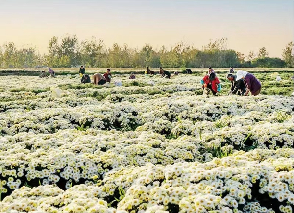 菊花採摘現場。響水縣委宣傳部供圖