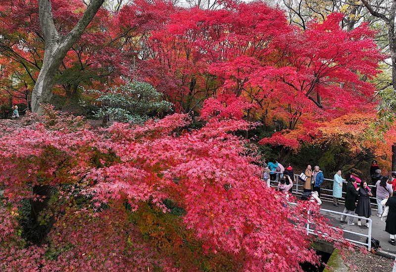 “楓”情萬種 南京中山植物園迎賞楓最好時節美嘉体育平台(图2)