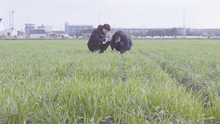 農技人員查看小麥長勢。