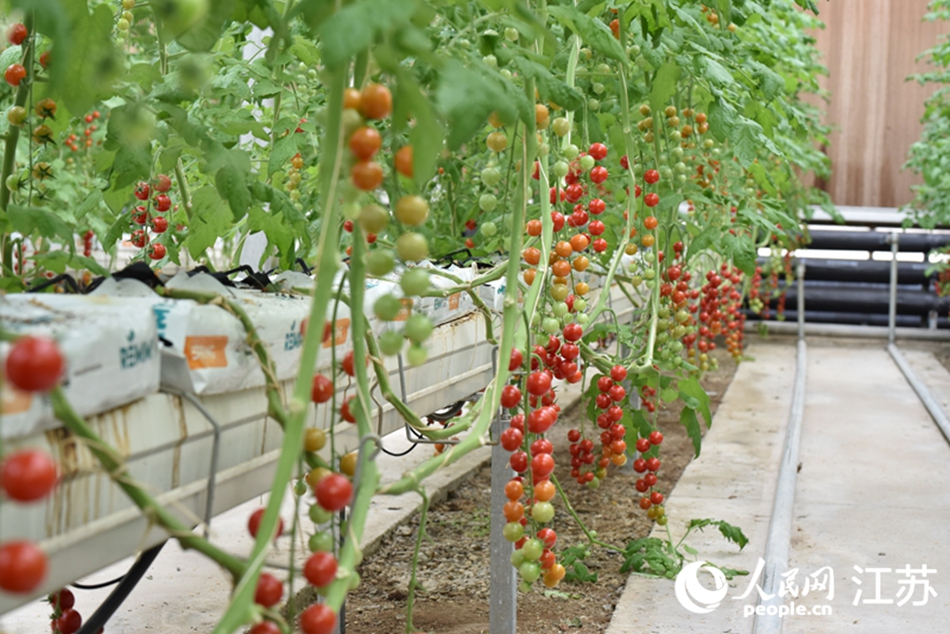 雲台農場裡種植的“空中番茄”。人民網 張瀚天攝