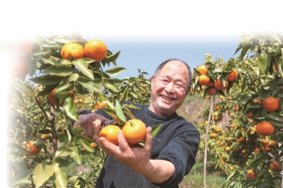 重庆市巫山县大昌镇洋河村果农在采摘沃柑。谭昌藩摄（人民视觉）