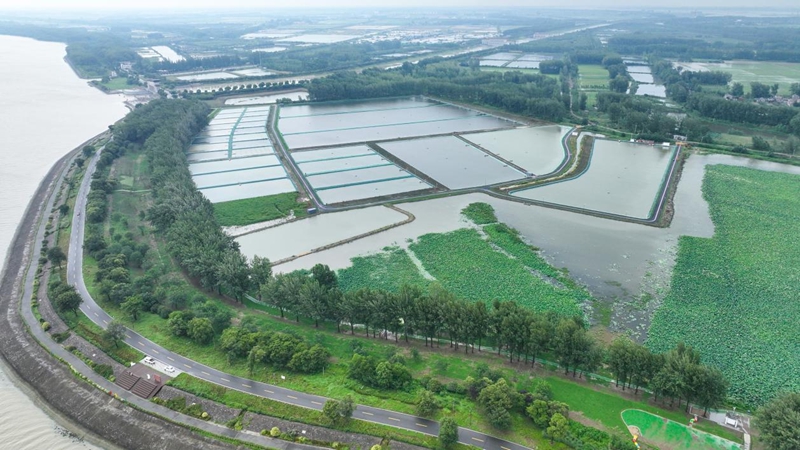 蒋坝镇头河村螺蛳产业示范基地。骆兵摄