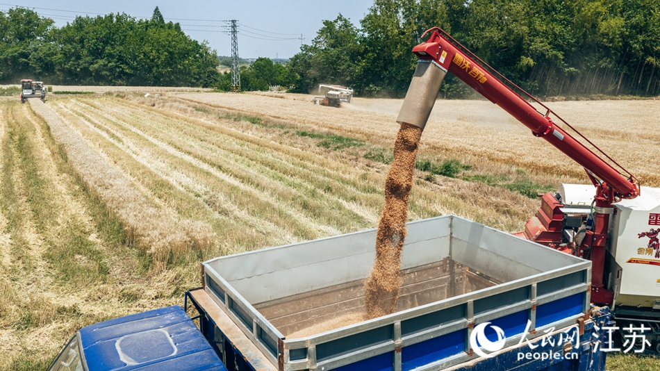 当地小麦机收率超过90%。人民网 江楠摄