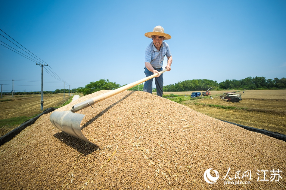 当地农户加快抢晴收割。人民网 江楠摄