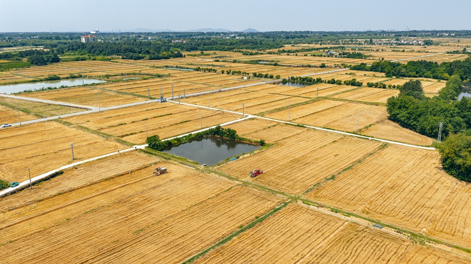 高淳区万亩小麦进入收获期。刘列摄