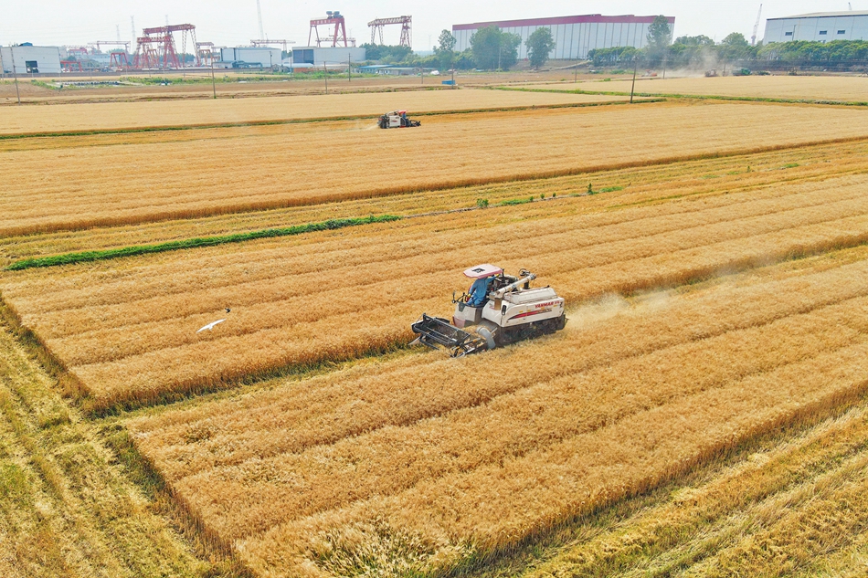 長江鎮近6萬畝小麥陸續進入收獲期，當地農戶搶抓農時開鐮收割。吳樹建攝