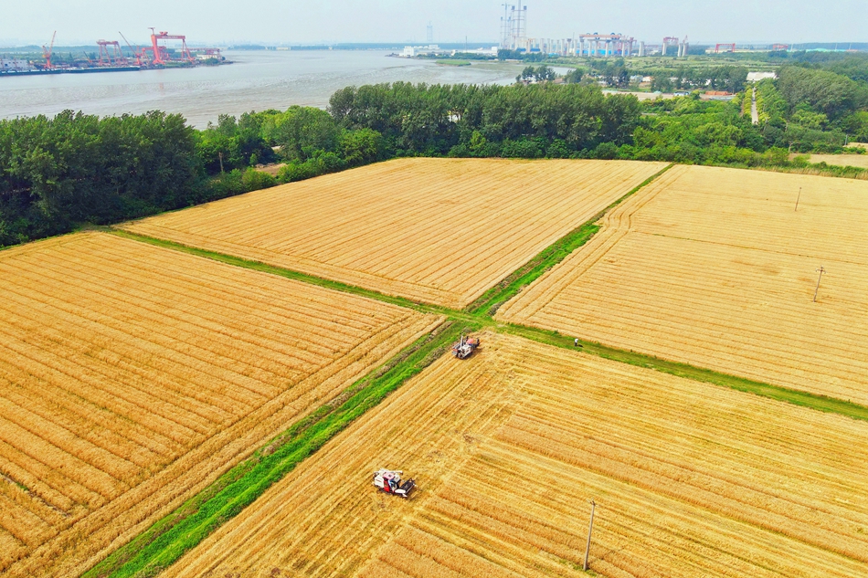 長江鎮近6萬畝小麥陸續進入收獲期，當地農戶搶抓農時開鐮收割。吳樹建攝