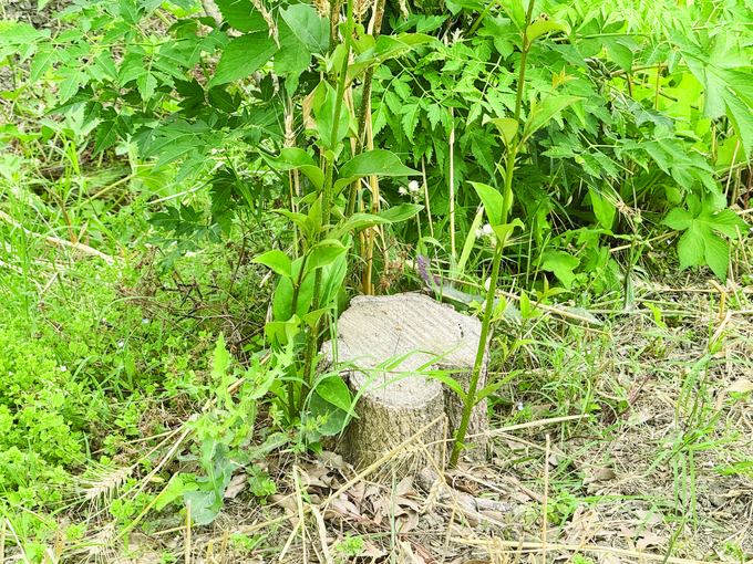 香樟树被砍后留下的树墩