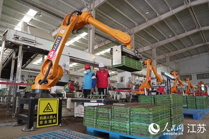 平明鎮水稻工廠化育秧中心正在進行育秧工作。人民網 張瀚天攝