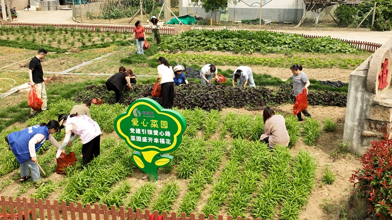 常州市武進區雪堰鎮新康村“愛心小菜園”一角。武進區委組織部供圖