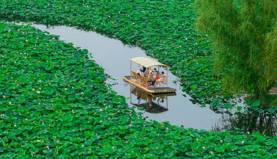 6月22日，游客在興化市萬畝荷塘景區賞景、游玩。史道智攝