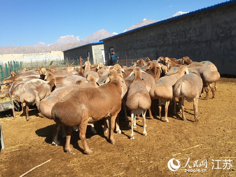 “江蘇情”集體幫扶農場內集中飼養的柯爾克孜羊。人民網 俞楊攝