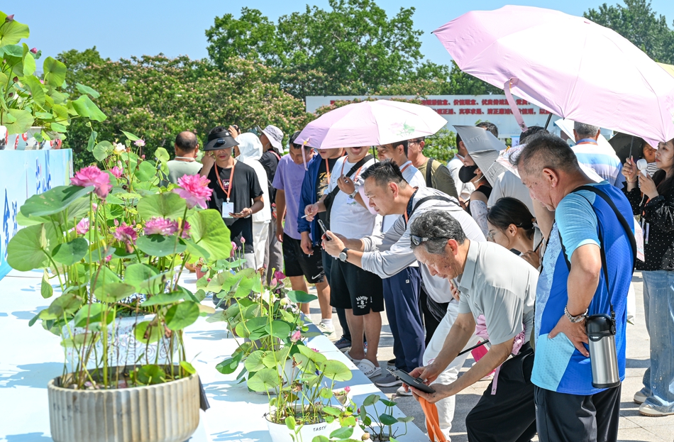 荷花展吸引大批市民游客前来赏花。何学宇摄