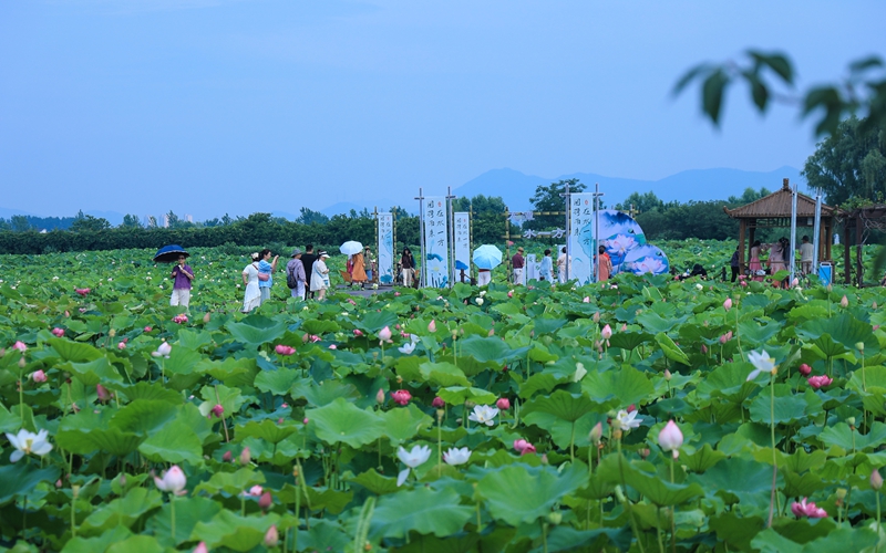 南京栖霞区：“荷经济”串成链