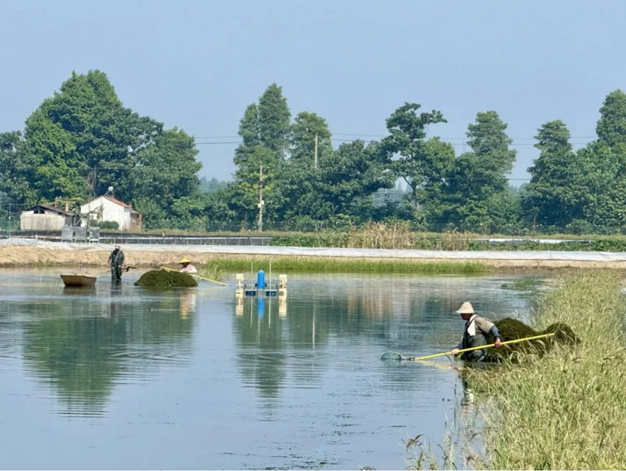 蟹农检查围网调节水质。刘列摄