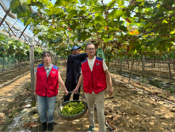 志愿者与种植户一起采摘葡萄。江宁烟草供图