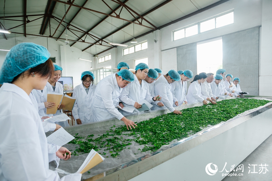 參觀團隊了解雨花茶制作技藝。人民網 王丹丹攝