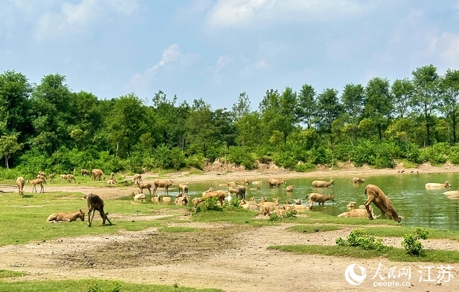 大丰中华麋鹿园内，成群的麋鹿栖息觅食。人民网 周梦娇摄