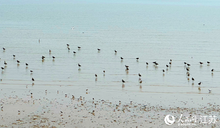 在条子泥湿地，随处可见戏水觅食的鸟类。人民网 周梦娇摄