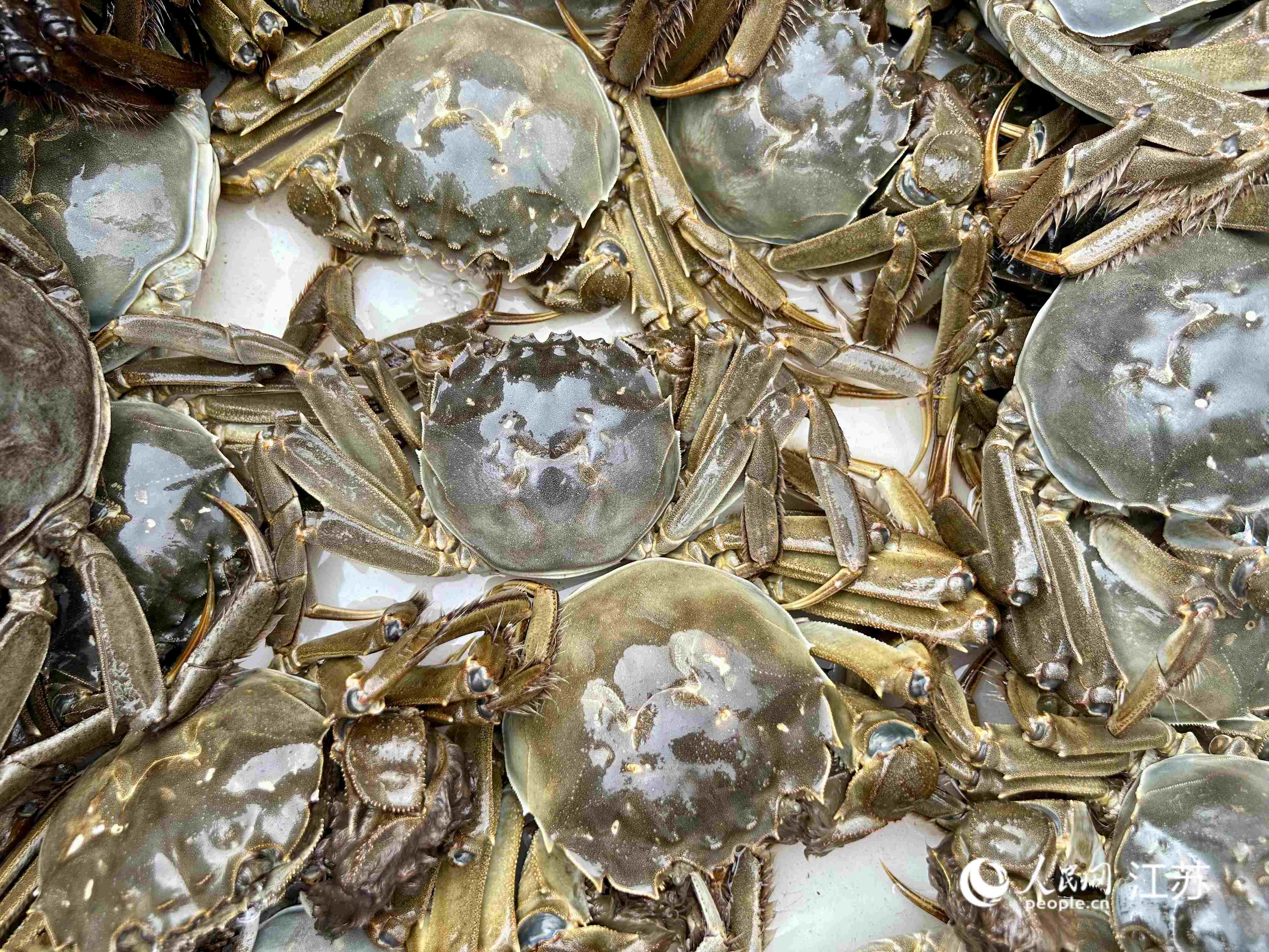 刚刚出水的固城湖大闸蟹。人民网记者 王丹丹摄