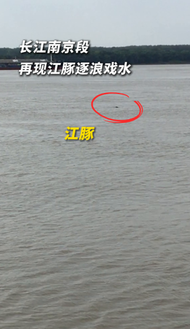 长江南京段再现江豚逐浪戏水